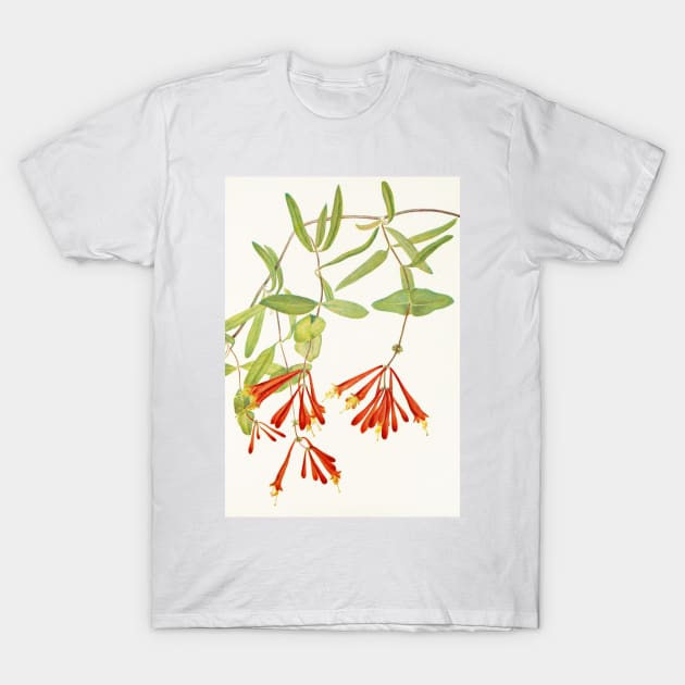 Coral honeysuckle - Botanical Illustration T-Shirt by chimakingthings